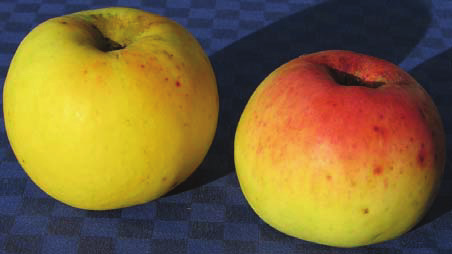Name Apfel von Croncel 51 Herkunft entstand 1869 bei Baltet in Troyes/Frankreich Verwendung sehr guter Tafel- und Wirtschaftsapfel Blüte wenig frost- und witterungsempfindlich Wuchs anfangs stark