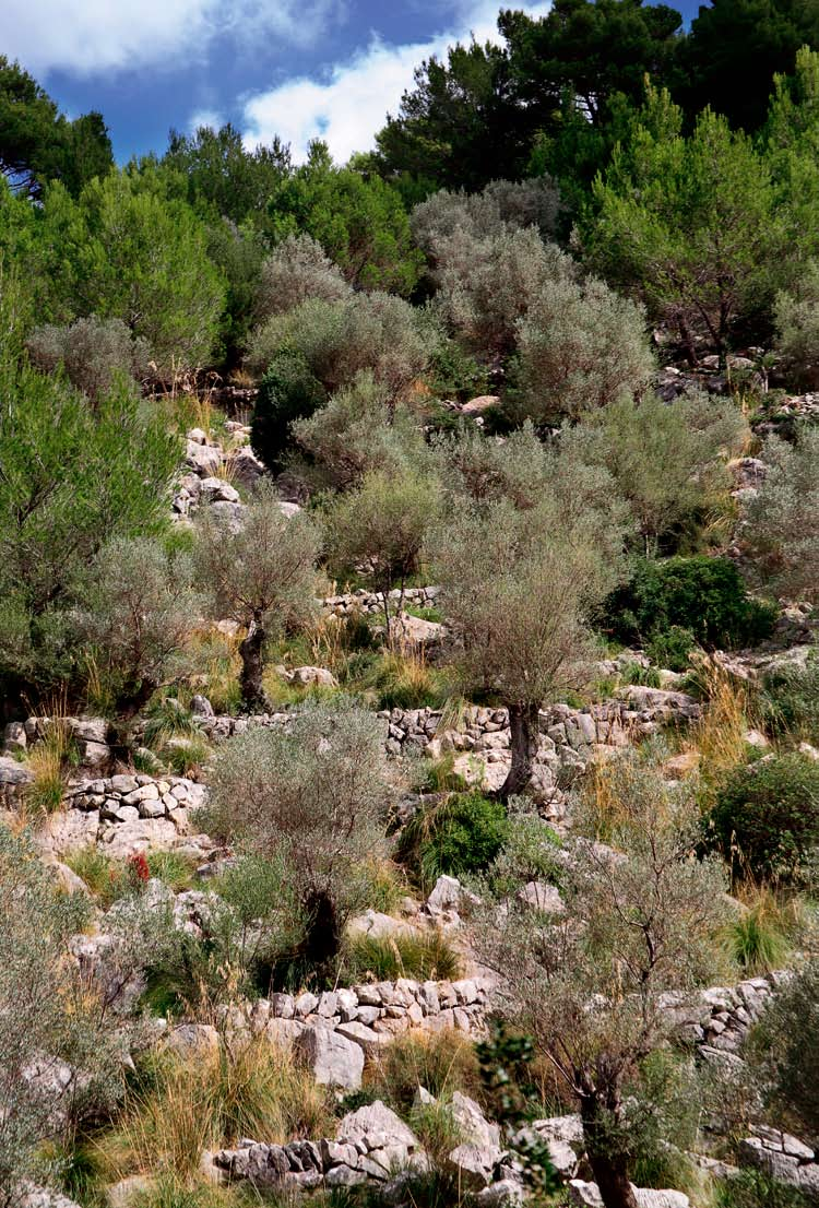 Millionen von Olivenbäumen überziehen Täler und Höhen mal längs, mal quer, spektakulär und unendlich. FOTOS:Brandus Dan Lucian, CERTE/Shutterstock.