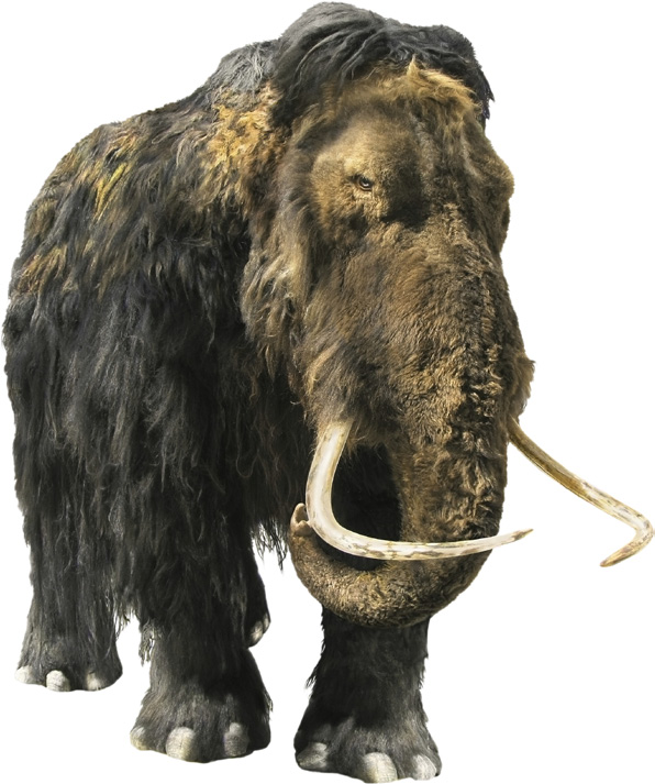 Wollhaarmammut Mammuts waren so groß wie heutige Elefanten und hatten einen Rüssel. Ihre gebogenen Stoßzähne waren bis zu 4 Meter lang.