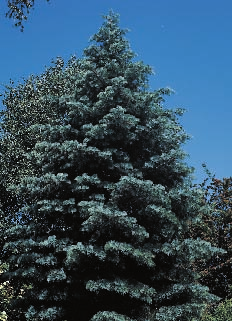 Blüte: Einhäusig, männliche Kätzchen gelb, weibliche Blüten zäpfchenförmig, grün; IV V. Frucht: Fruchtzapfen 10 14 cm lang, aufrecht stehend, nach der Reife zerfallend.