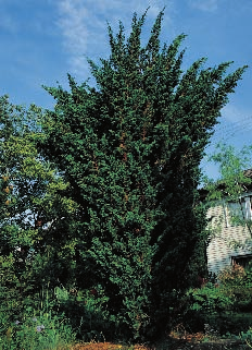 Juniperus chinensis Chinesischer Wacholder Cupressaceae, Zypressengewächse Heimat: Japan, China, Mongolei. Wuchs: Kegelförmiger Wuchs. Äste aufsteigend bis waagerecht. Borke graubraun, längsrissig.