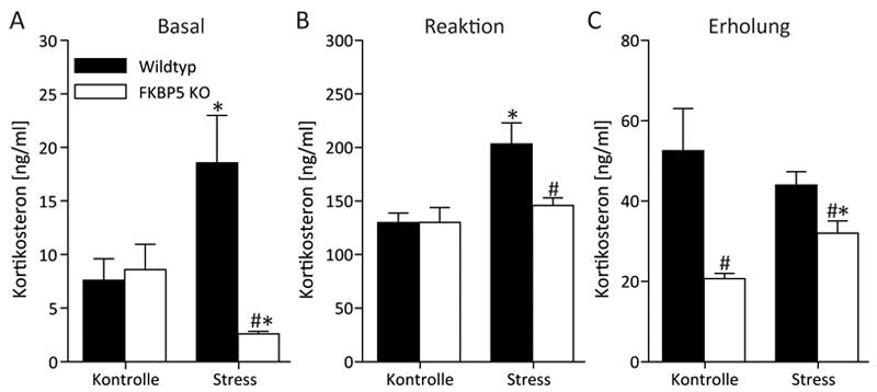 A bb. 3: (A-C) Mäuse m it einer Deletion des FKBP5-Gens zeigen nach chronischem Stress eine signifikant geringere Kortikosteron-Ausschüttung unter Basalbedingungen (A) sowie nach einem zusätzlichen