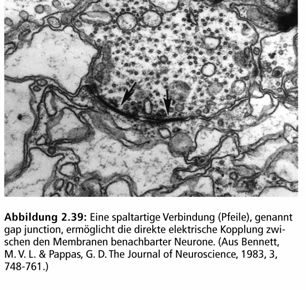 gap junctions > elektrische Synapsen enge Räume zwischen