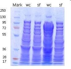 Quantitative Bestimmung durch Färbetests: Bradfort-Assay Bindung des Proteins an den Farbstoff Coomassie-Brillantblau in Phosphorsäure.