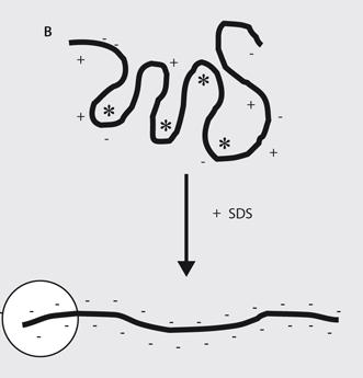 Probenvorbereitung die Sekundär- und Tertiärstrukturen der Proteine aufgelöst und die Proteine linearisiert.