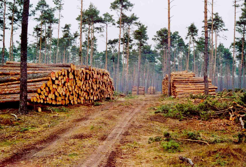 Schorfheide 301 geschädigte Bäume auf den Versuchsflächen (Abt.