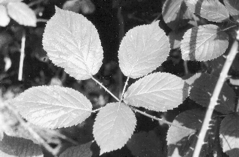 Heinrich E. Weber Osnabrücker Naturwiss. Mitt. 28 2002 Abb. 2: Rubus wittigianus am locus typicus (20. 7. 2002) blättert.