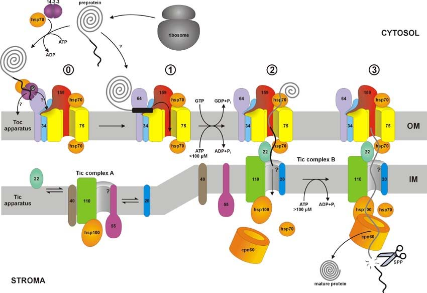 Translokations-Mechanismus Plastidäre Präproteine binden im ungefalteten Zustand, noch während der Translation, an einen Guidance-Komplex und werden über einen Rezeptor an den heterotrimeren