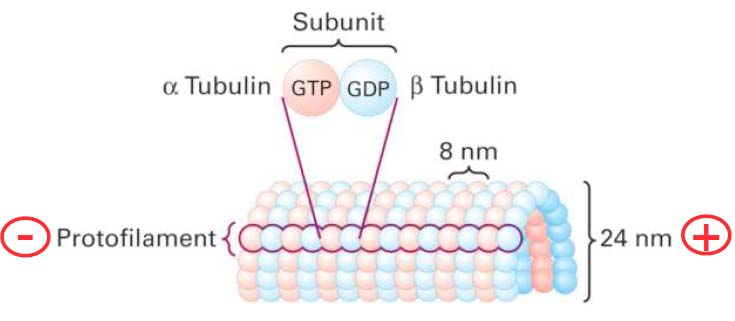 Neben der üblichen Singulettstruktur können sich Protofilamente auch zu Duplett-Mikrotubuli (kommen in Cilien und Geißeln vor) oder Triplett-Mikrotubuli (kommen in
