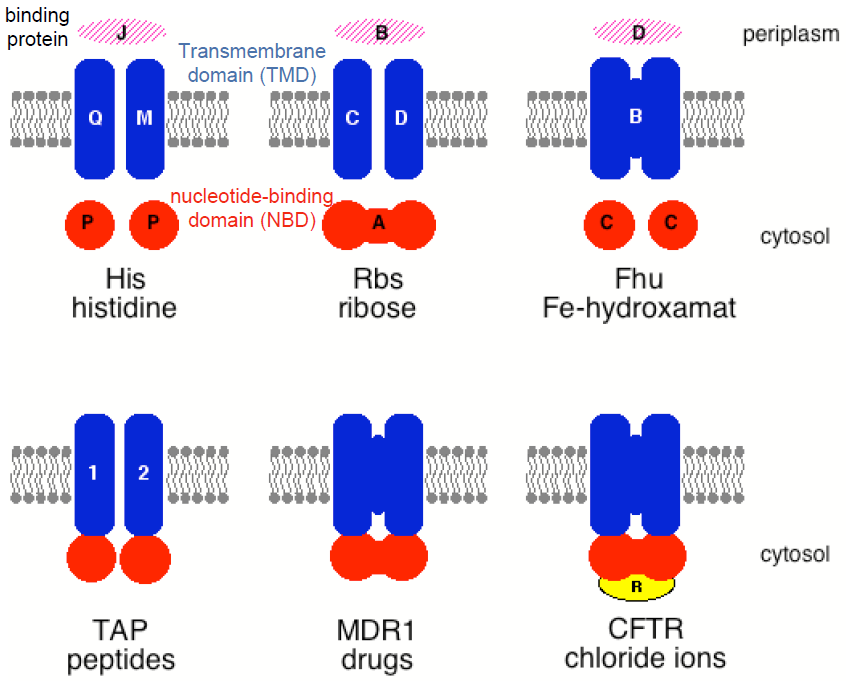 Der erste entdeckte ABC-Transporter ist die Bindeprotein-abhängige Histidin-Permease (1982) HisP 2 QMJ. Die erste hochauflösende Struktur eines ABC-Transporters war der Vitamin-B12-Importer aus E.