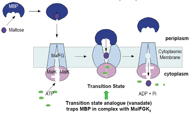Bindeprotein) stimuliert damit die ATPase Aktivität des Transporters. Die outward-facing Konformation kann als Übergangszustand betrachtet werden (siehe Abbildung).
