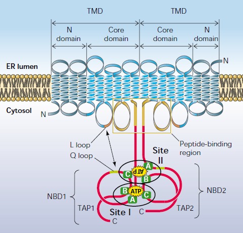 Peptid-Bindung und Transport Vorraussetzung für den Peptid-Transport ist die Bindung von Peptiden an TAP.