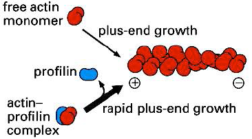 der Plasmamembran die in Bewegungsrichtung zeigt sehr groß, wodurch die Polymerisation von Aktin eingeleitet und somit die Bewegung erzeugt wird.