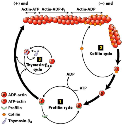 Die Aktivitäten von Capping- und Fragmentierungs-Proteinen werden über mehrere Signalübertragungs-Mechanismen reguliert: Die Bindung der Fragmentierungsproteine Cofilin (Cofiline sind eine Gruppe von