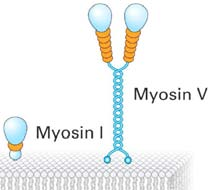 Myosin V ist weniger weit verbreitet. Alle Myosine unterscheiden sich in ihrer spezifischen Funktion. Myosin II liefert die Kraft für Muskelkontraktion und Zytokinese.