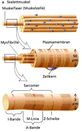 Eine Myofibrille ist also eine Kette aus Sarkomeren (funktionelle und strukturelle Grundeinheit des Muskels).