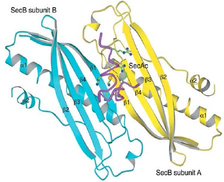 Das zytosolische Chaperon SecB interagiert mit der C-terminalen