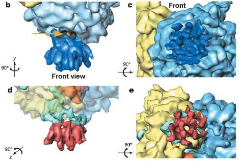 coli RNC-SecYEG Komplexes Die kristallisierte Struktur besteht aus einer chimeren naszierenden Kette aus dem TMH Signalanker von FtsQ und der SecM stalling sequence, die in einem Zellfreien