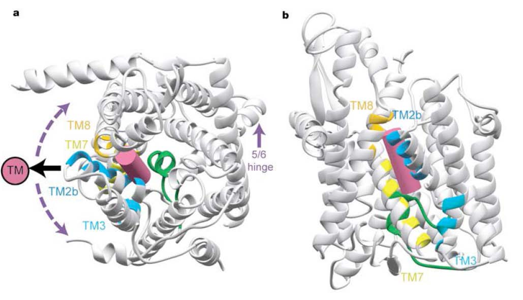 Entfernung der Plug-Helix ist die Interaktion der TM-Segmente der beiden Protein-Hälften geschwächt.