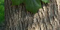 (Spitzahorn) Bis 25m, 150 Jahre Acer platanoides: mit Milchsaft, spitze
