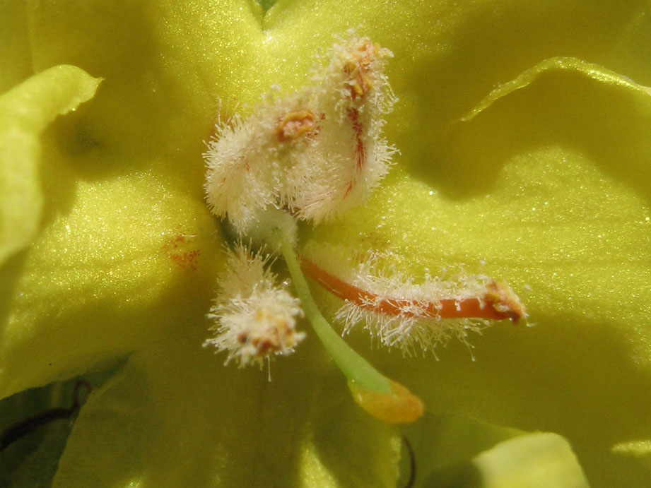 Weiterhin kennzeichnend für Verbascum speciosum sind die fünf gleichlangen Staubgefäße der kräftig gelben Blüten (Abb. 7-10) mit ihrer weißwolligen Behaarung der orangeroten Staubfäden.