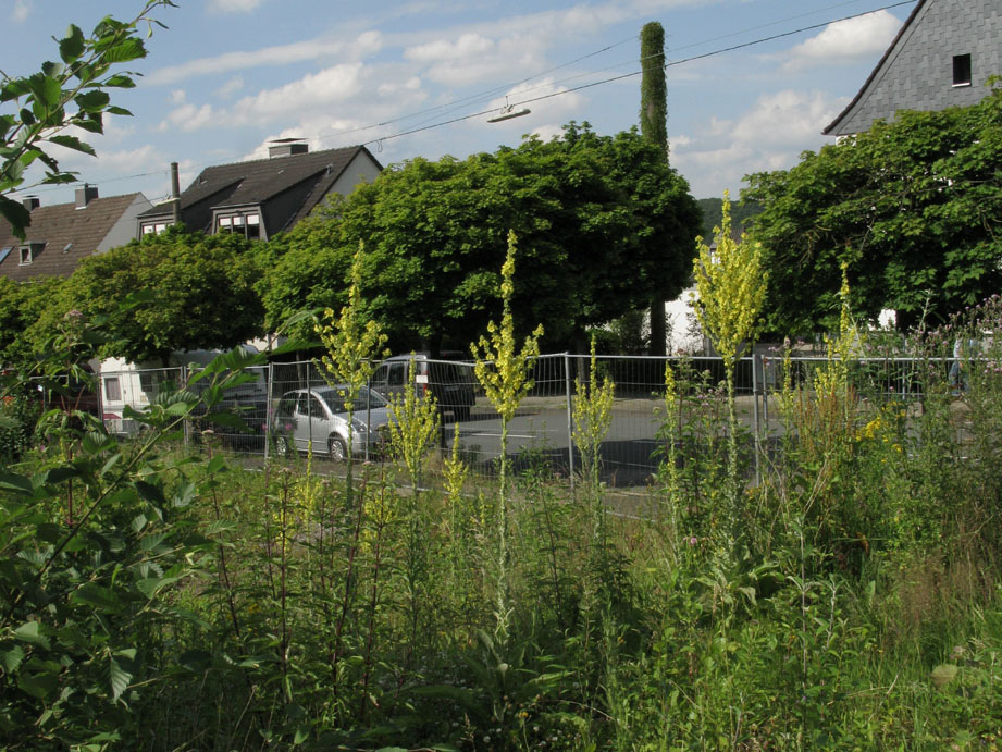 Leichlingen (Rheinisch-Bergischer Kreis, Süderbergland, MTB 4808/33). 1 Pflanze am Rand eines Bürgersteigs an der Hochstraße (06.07.2012, M. SPORBERT).