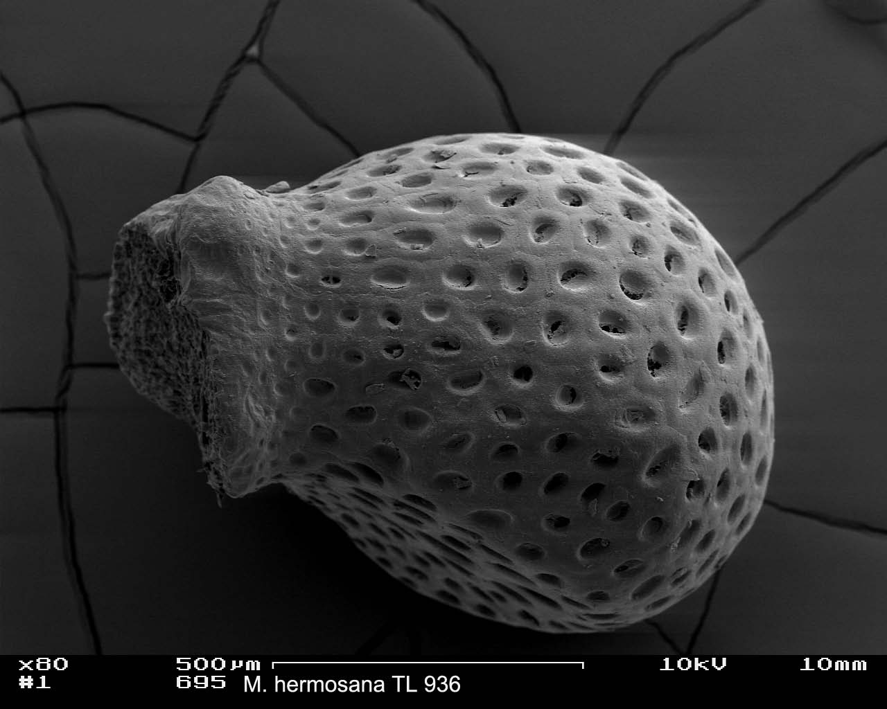 REM-Fotos des Samen der Mammillaria