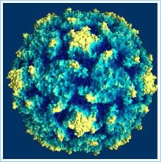 Meet the virus Name: Polio TYPE: Virus FAVORITE HANGOUT: Intestine and nervous system LIKES: Moving to the brain and