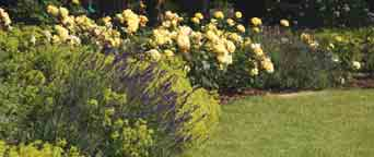 Hergestellt im Rosarium Gruber Rosencreme Nährende Pflegecreme mit Centifolien Blüten 90ml 9101 14,50 Euro Rosenlikör mit