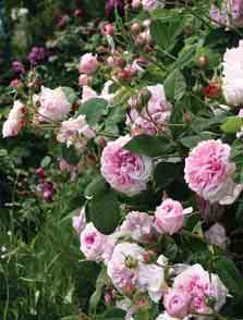 Rosa gallica - Essig-Rose, Gallische-Rose Die Gallische Rose ist im südlichen bis mittleren Europa heimisch.