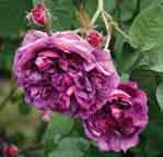 dg s D W 11,25 37 Camaieux 1830 rosa-karmin-weiß 1,2 hg s d W (So) 9,65 39 Cardinal de Richelieu P 1840 violett 1,5 g s d W (Ho/So) 9,65 231