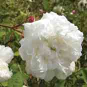 W 9,65 14 Rose de Meaux White P weiß 0,8 g s d