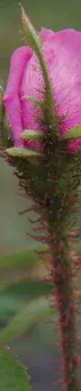 Rosa centifolia muscosa - Moosrose Seit Ende des 17.Jhd. sind die Moosrosen bekannt.
