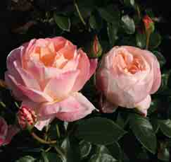 Isabelle Autissier Neuheiten 2005-2006 Teehybride Züchter: Adam / NIRP International Eine sehr charmante Rose mit perfekt geformten, becherförmigen Blüten, die sehr lange haltbar sind.