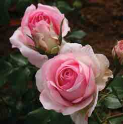 Das glänzende Laubwerk ist im Austrieb rötlich, der Strauch wächst buschig-aufrecht und wird 1,3-1,8 m hoch. Die Rose erhielt den französischen Fach-Jounalistenpreis Prix de la Rose AJH 2000.