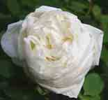 Jamain Mrs John Laing 1296 Juliet 1910 rosa-dunkelrosa 1 g