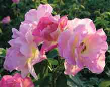 Rosa rugosa - Kartoffelrose Die ursprüngliche Kartoffelrose wurde 1756 aus Japan eingeführt.