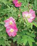 9,65 834 Rosa arvensis Splendens rosaweiß 2-2,5 hg s D W 11,25 801 Rosa californica 1571 dunkelrosa 3 e s d w H 11,25 802