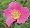 1895 tiefrosa 1,5 e s d W H 9,65 829 Rosa polliniana 1800 rosa 1x2 e s