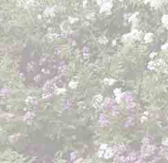 Aber auch in kleinen Gärten sind Ramblerrosen ein sehr schönes gestalterisches Element.