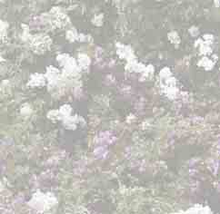 Die meisten Rambler blühen Ende Mai in weißen bis zartrosa, üppigen Blütenbüscheln. Einige Raritäten blühen auch in rot, violett und apricot.