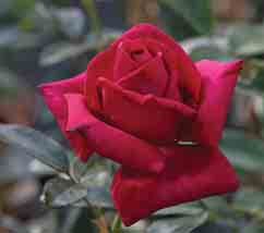 Die Rosenblüte öffnet sich in klassischer Edelrosenform und wirkt besonders durch das intensiv glänzende, dunkelgrüne Laub sehr ansprechend. Ihre Blattgesundheit ist für eine Edelrose sehr gut.