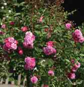 Tausendschön P 1906 rosa 3-4 dg s d w 11,25 3059 Tea Rambler 1904 rosa 3,5x2,5 g s D w 11,25 3063 Thalia 1895 weiß 3,5x2,5