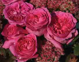 Sie bestockt sich sehr gut und wächst als Edelrose äußerst kompakt. In Verbindung mit ihrer Wuchshöhe von 80 cm ist sie eine ideale Rose für Kübelbepflanzungen.