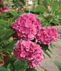 Juni-August 5 Liter Topf 16,00 Euro Merveille Sanguine Ballhortensie, rosa max 125-150 cm