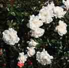 White Meidiland 1985 weiß 0,5 g ö n w (Zw/So/Ka) 6,25 Rosa