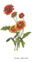 Gerbera  1642 Sonnenblumen  1643 Flieder 
