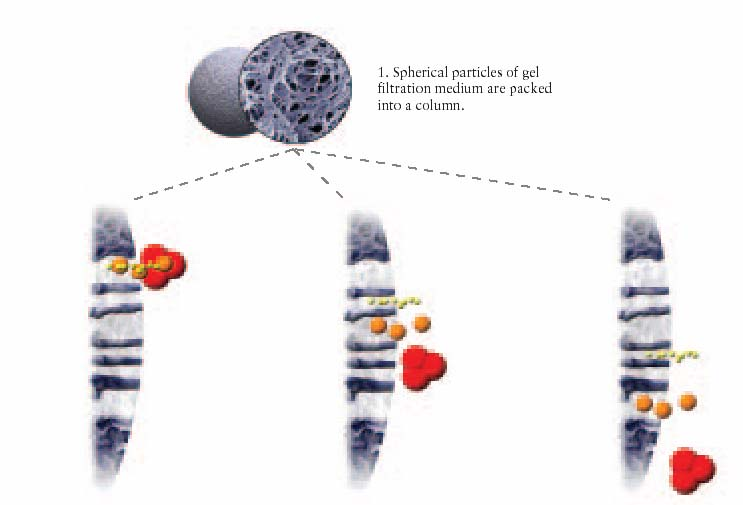 Bestimmung der Molekularen Masse von Makromolekülen