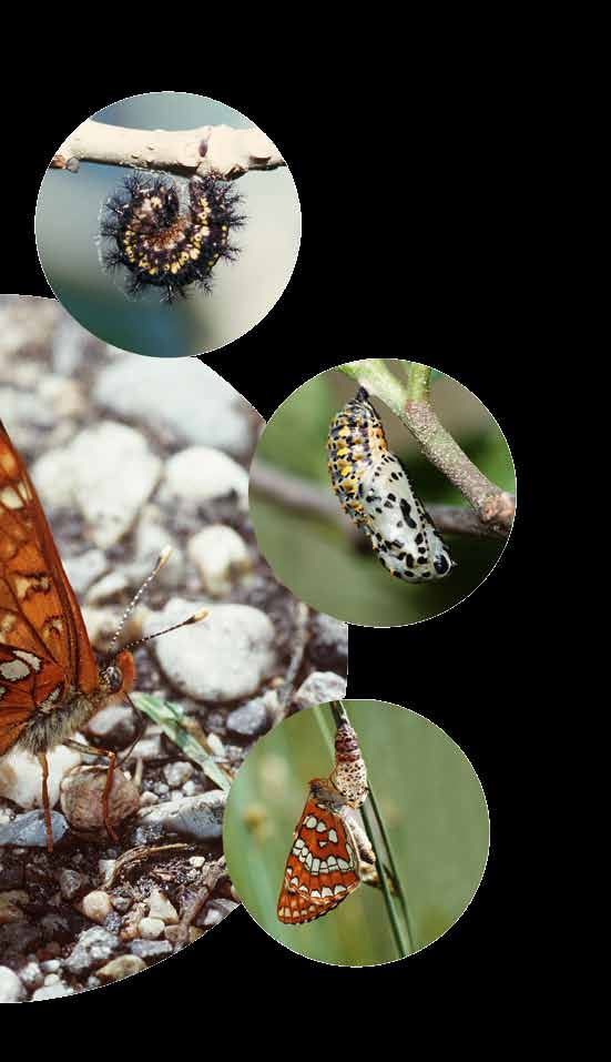 leben des Schmetterlings Raupe hängt sich zur Verpuppung auf Zeit als Raupe: 5-10 Wochen, bis zu ca.