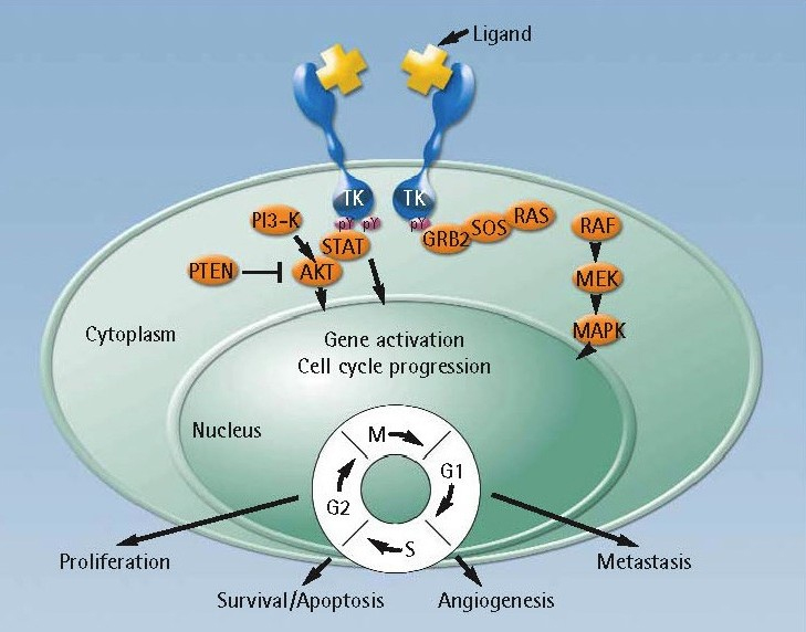 EGFR-Dimerization und Signaltransduktion EGFR-Antikörper: Cetuximab (chimärer